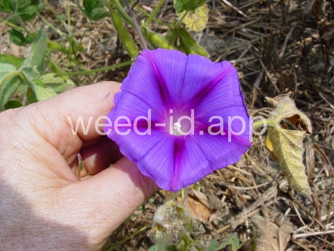 morningglory, tall